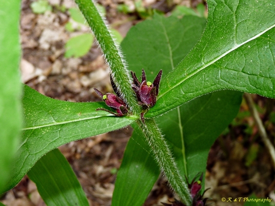 {Triosteum aurantiacum}